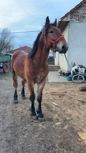 Elad� cs�d�r csik� 