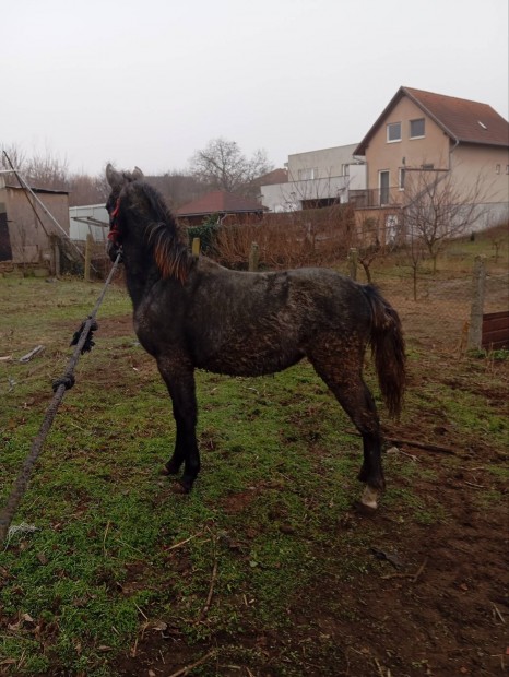 Elad deres kanca csik 