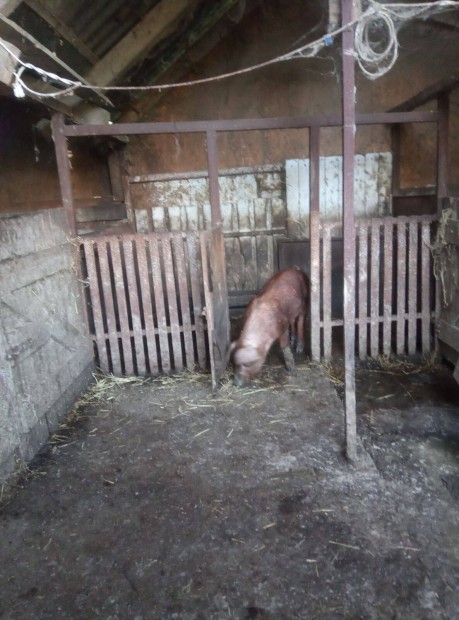 Elad duroc kan