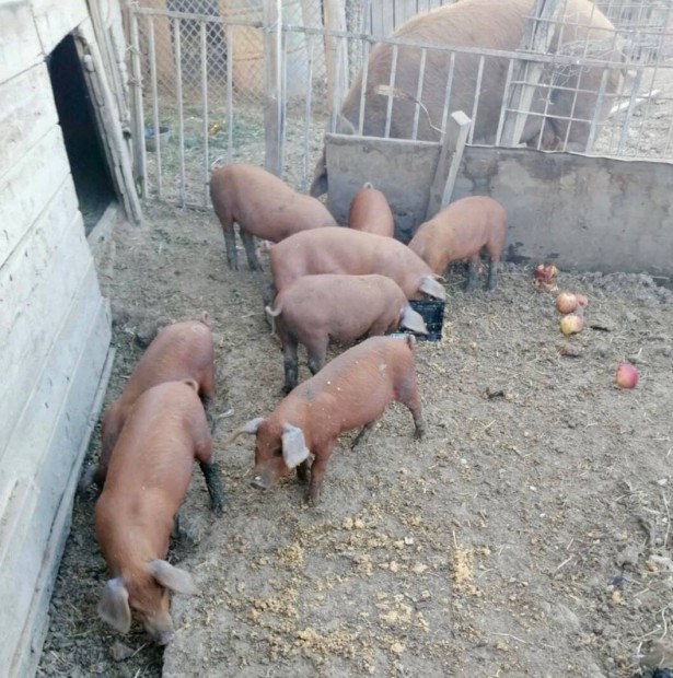 Elad duroc vlasztsi malac