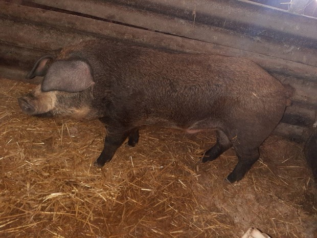 Elad durocxmangalica kan sld