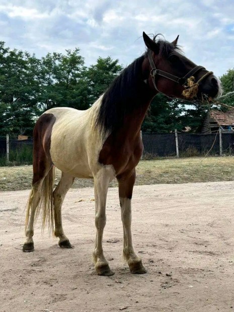 Elad eg tarka kanca poni