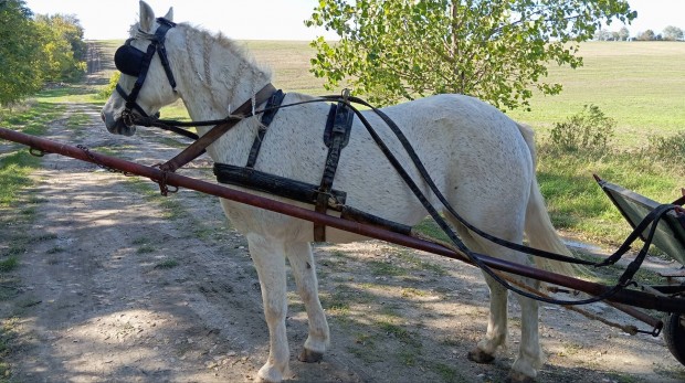 Elad egy 130.cm,  nagyon j kocsis kanca pni l.