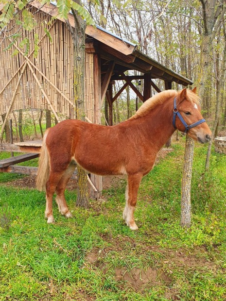 Elad egy 130 cm hobbi poni