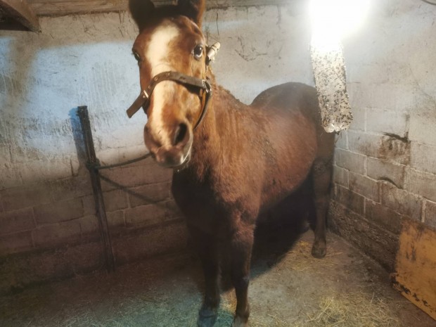 Elad egy 140 centis herlt poni