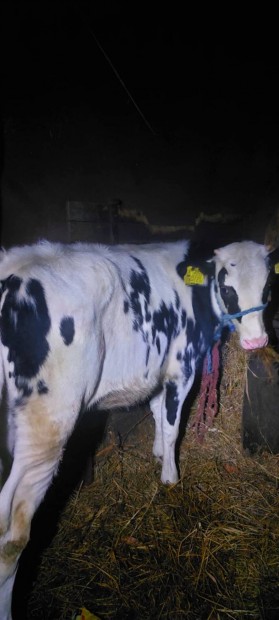 Elad egy 250 kg os holstein sz