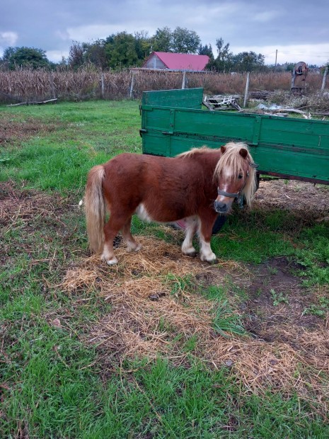 Elad egy 75cm herlt poni gyerek szeret 