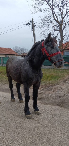 Elad egy Perselon csik