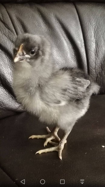 Elad egy hetes Australorp csibk