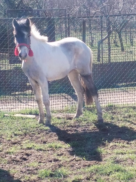 Elad egy kanca pni csik