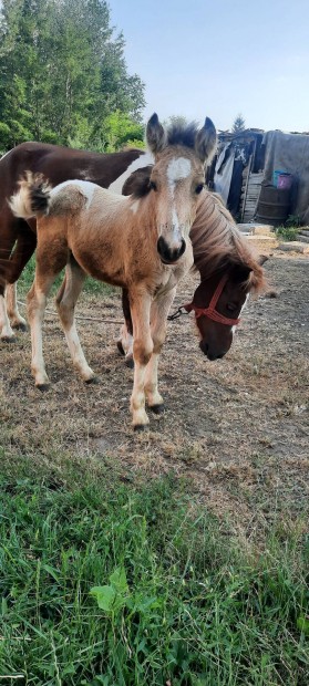 Elad egy kanca poni csik val 