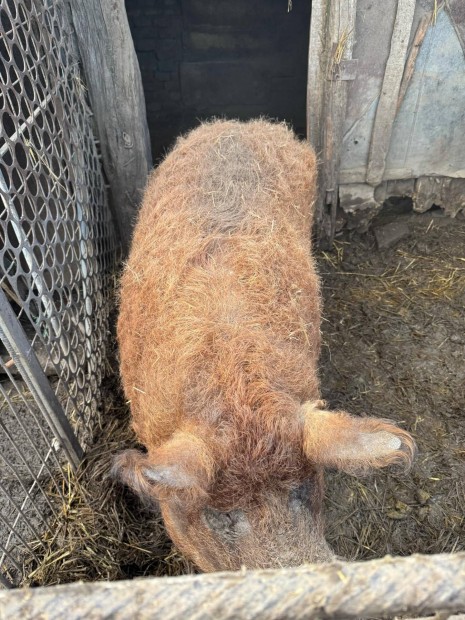 Elad egy mangalica rtny 