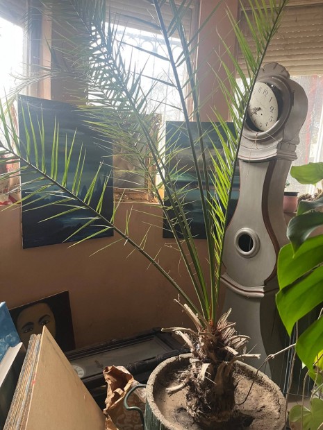 Elad� egy nagy m�rer� datolyapma