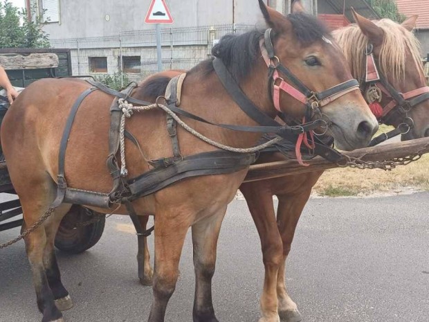 Elad egy sodrott kanca csik!