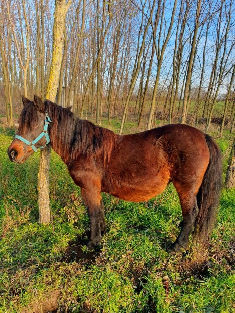 Elado egy vastag  kanca poni 