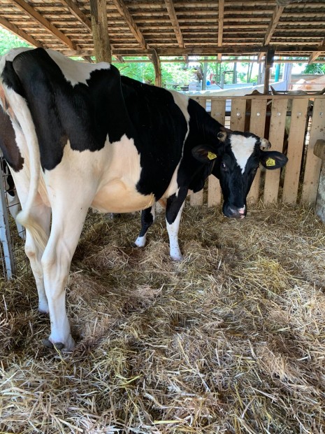 Elad egy vemhes Holstein-frz tehn