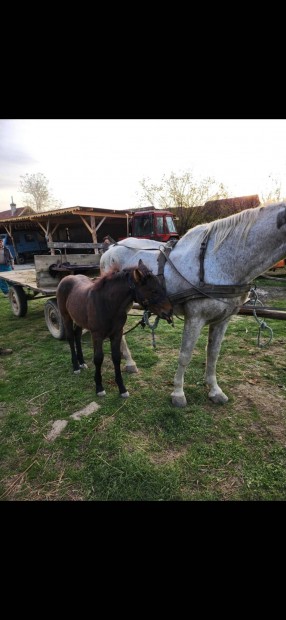 Elad egy vemhes sodrott kanca cskojval  