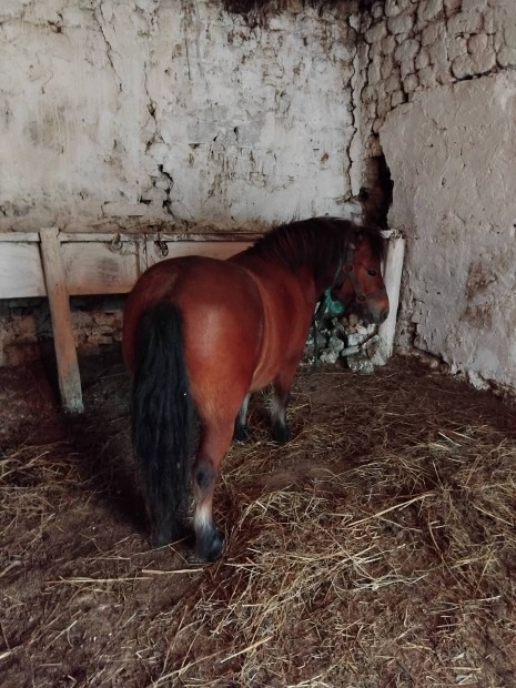 Elad egyedi kanca poni