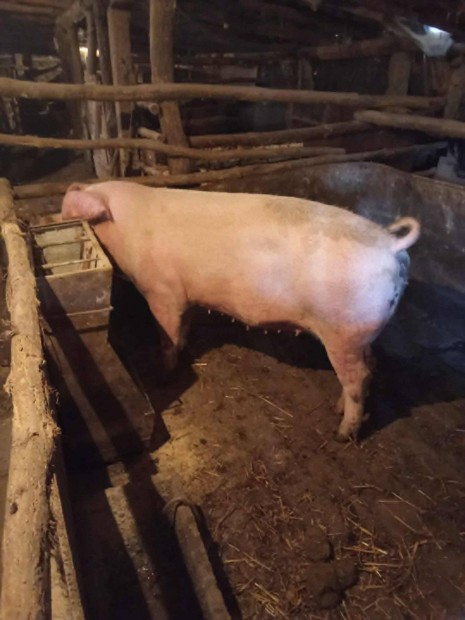 Elad egyszer fialt anyakoca!