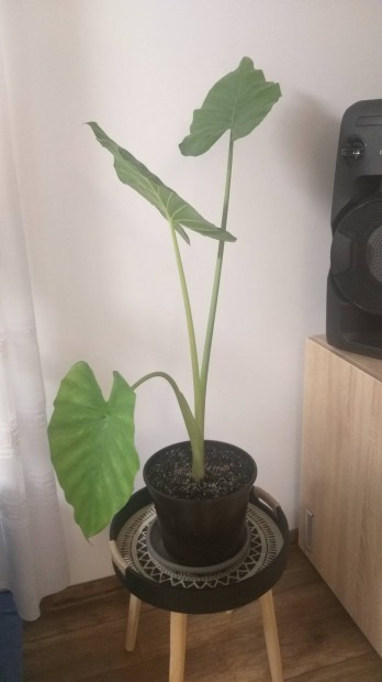 Elad elefntfl,alocasia