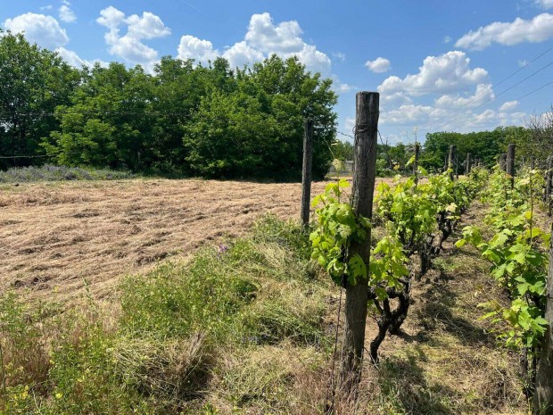 Elad� �p�t�si telek Kecskem�t Vacsihegyben