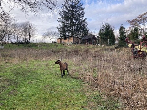 Elad� �p�t�si telek, Kocs