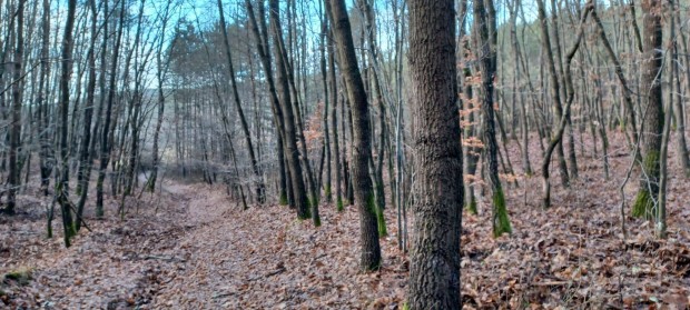 Elad erd, Balaton kzsg klterlet 055 hrsz