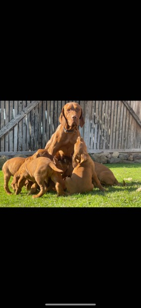 Eladó fajtatiszta jellegű Vizsla kölykök szerető családot keresnek