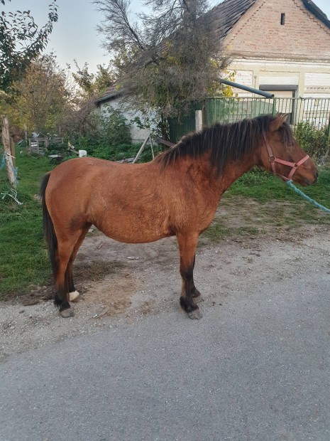 Elado fako kanca poni