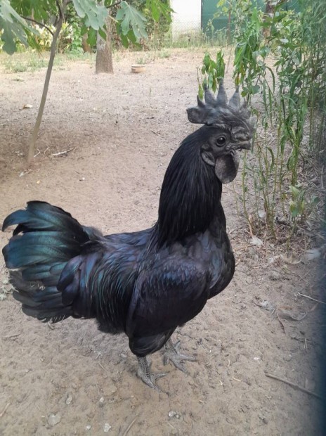 Elad fekete kakas (ayam cemani)