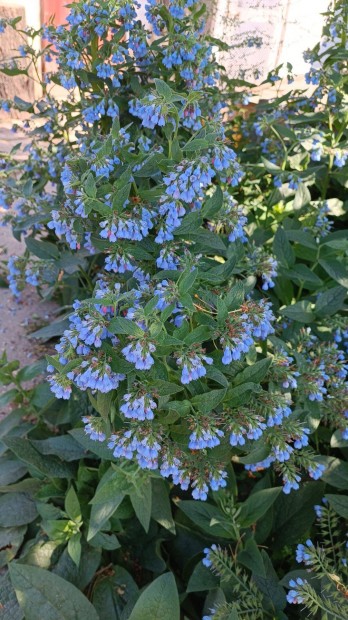 Elad� fekete nad�lyt�