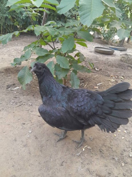 Elad fekete toj tyk  (ayam cemani)