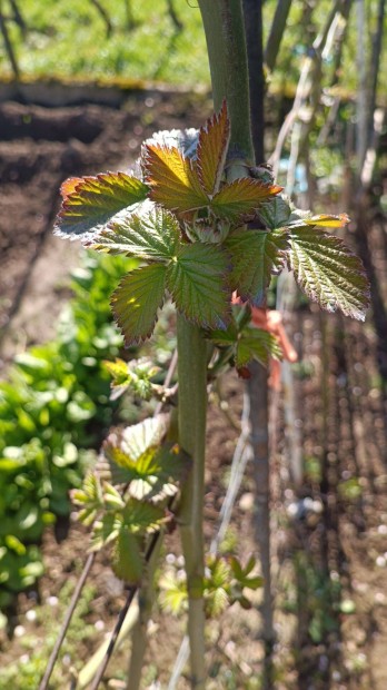 Elad� feketeszeder t�