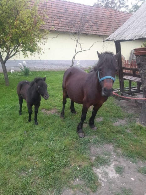 Elad fias pni kanca cskjval .