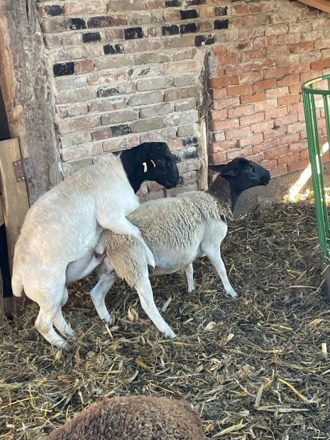 Eladó fiatal Dorper juhok