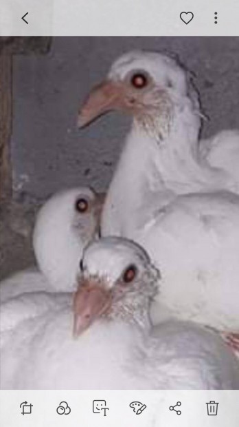 Elado fiatal feher galambok