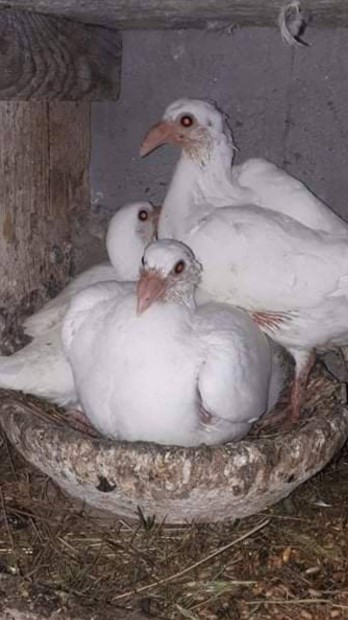 Elado fiatal galambok