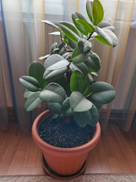 Elad ficus szobanvny