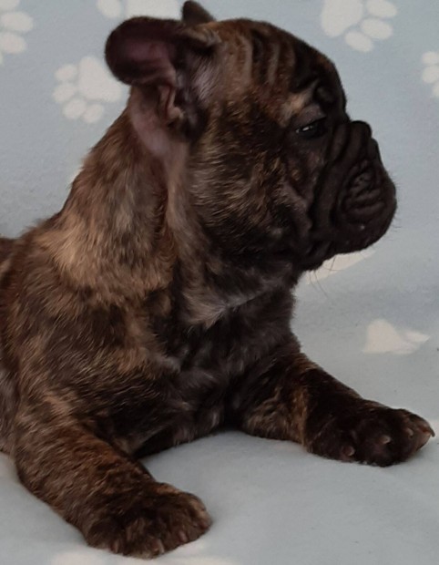 Elad francia bulldog brindle