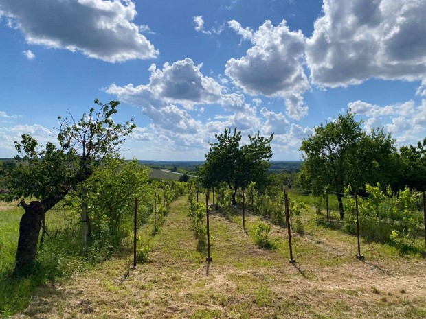 Elad� gazdas�gi �p�let �s mez�gazdas�gi ter�let Als��jlak �reghegy