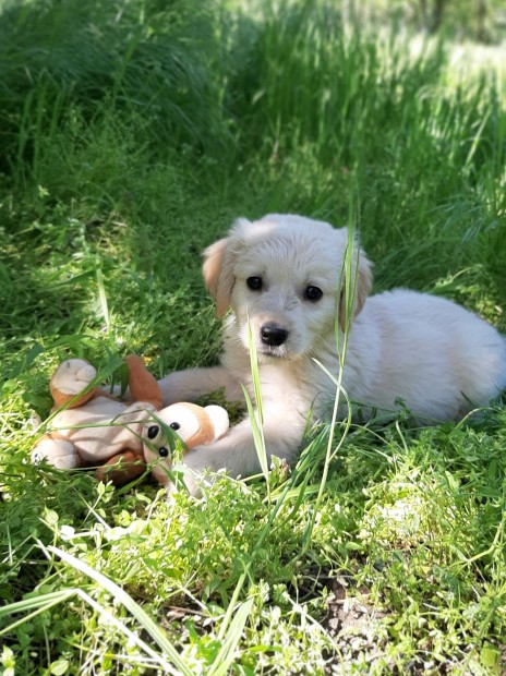 Eladó golden retriever kiskutyák