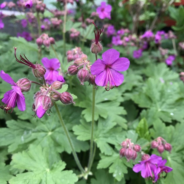 Elad� g�lyaorr kerti �vel� vir�g