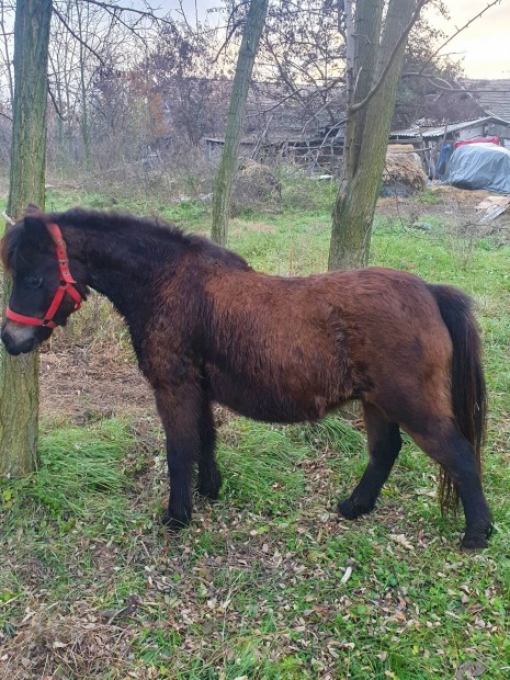 Elado gyerek bart kanca poni