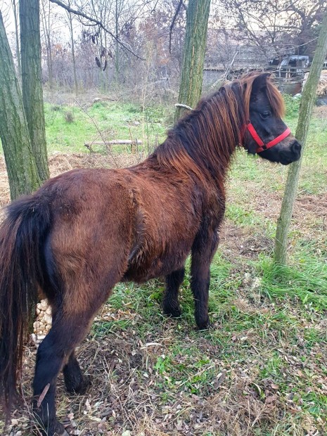 Elado gyerekbart kanca poni