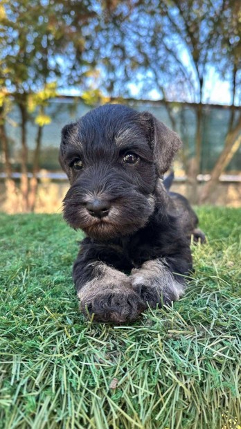 Elad gynyr, trzsknyvezett Trpe Schnauzer kan kiskutya