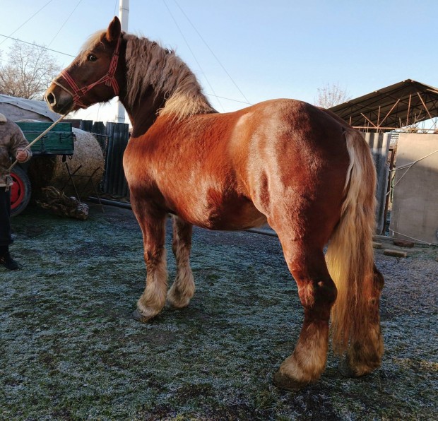 Elad gynyr magyar hidegvr kanca 