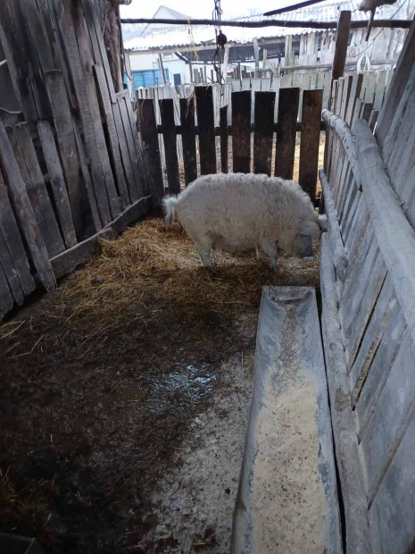 Elad hasas mangalica koca