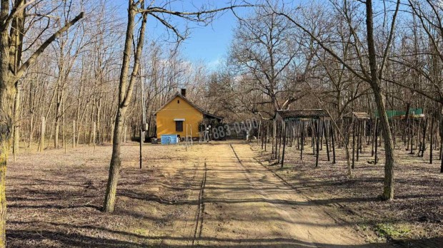 Elad� h�z, Dabas, 14990000 Ft, 50 nm