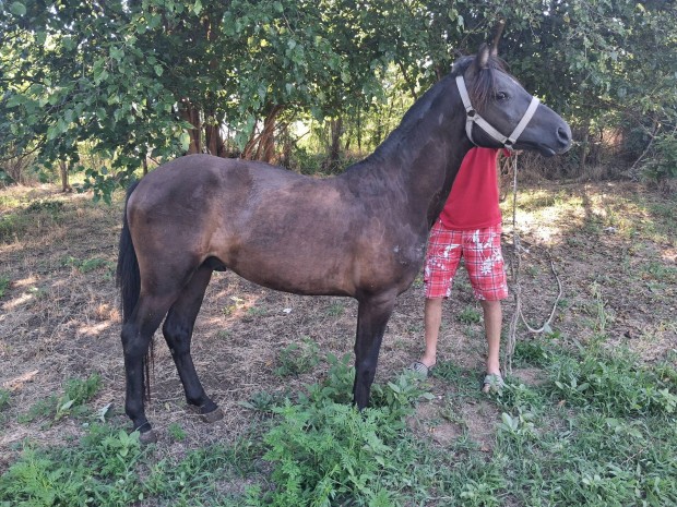 Elad herlt pni 135cm 