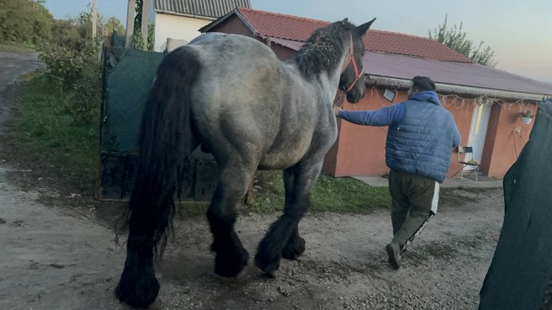 Elad hideg vr belga lovak 1 vesek